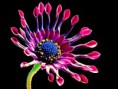 /album/bildgalleri/african-daisy-3413-640-jpg/